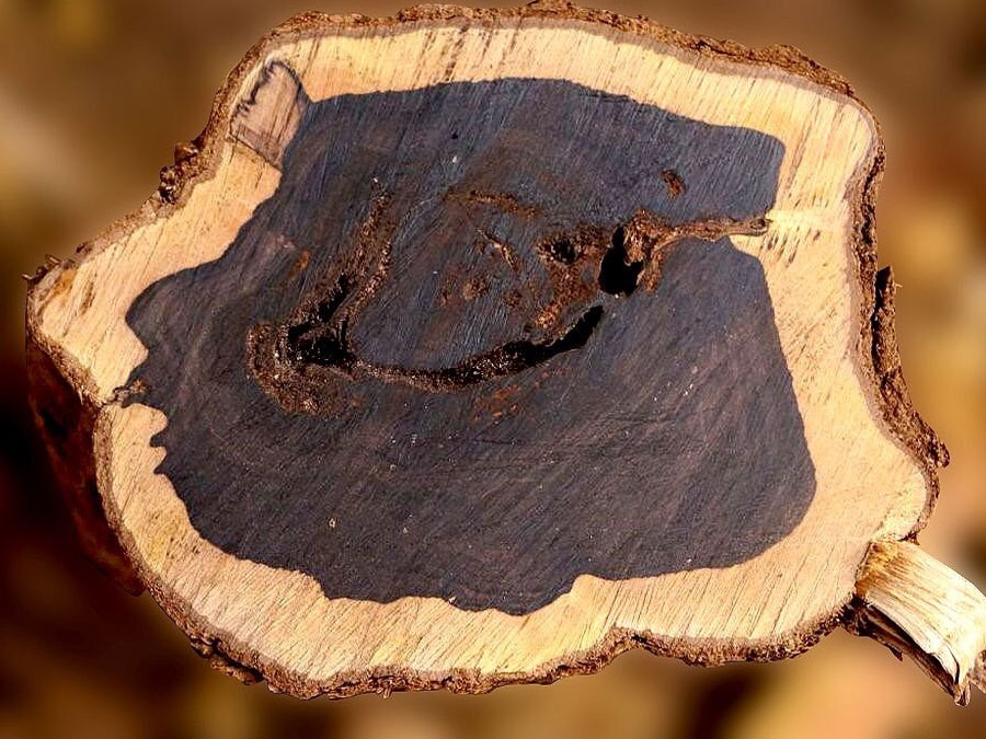 черное дерево эбен в разрезе